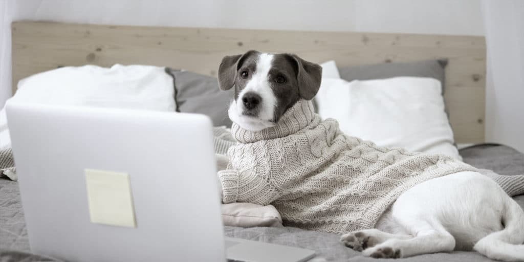 Anti-Social Distancing: The Best Worst Advice on Working from Home