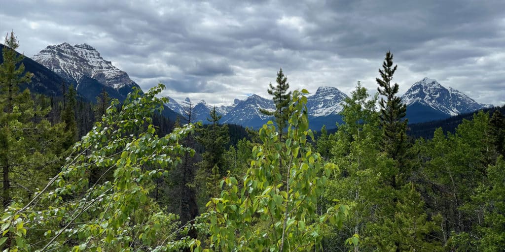 Forest with mountains and partly-cloudy sky in background