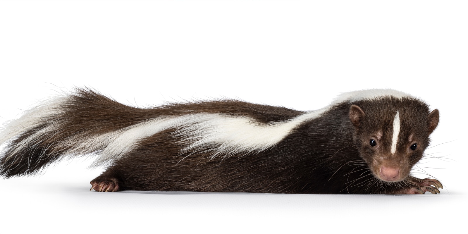 Dead Skunk Pricing