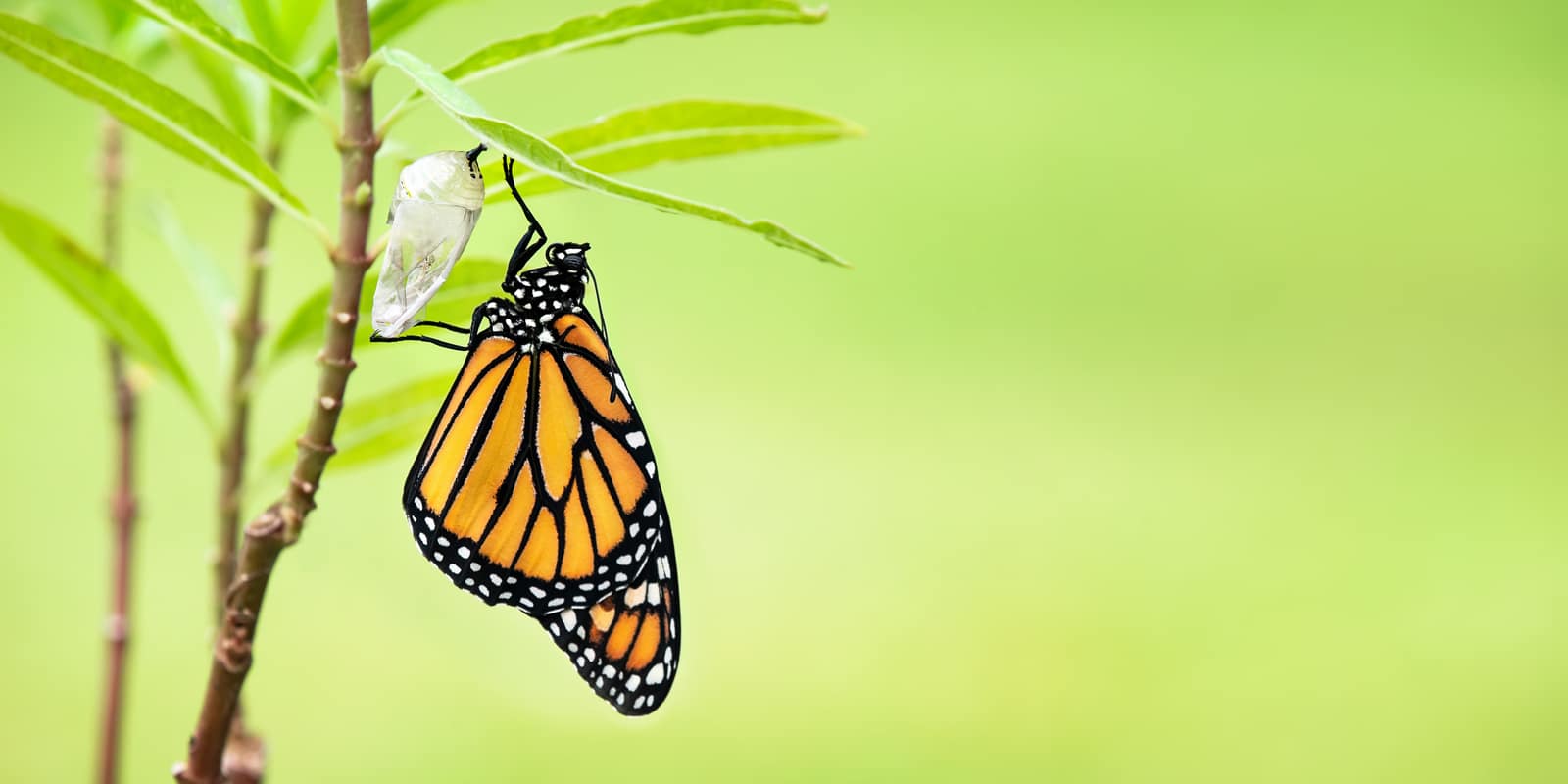 Embrace the New Look of Sales in Distribution